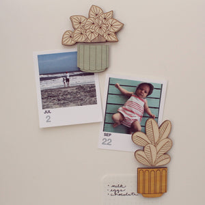 Wood House Plant Magnets | Watermelon Peperomia | Plant Lover Gift