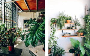 Plant House: Harper by Design
